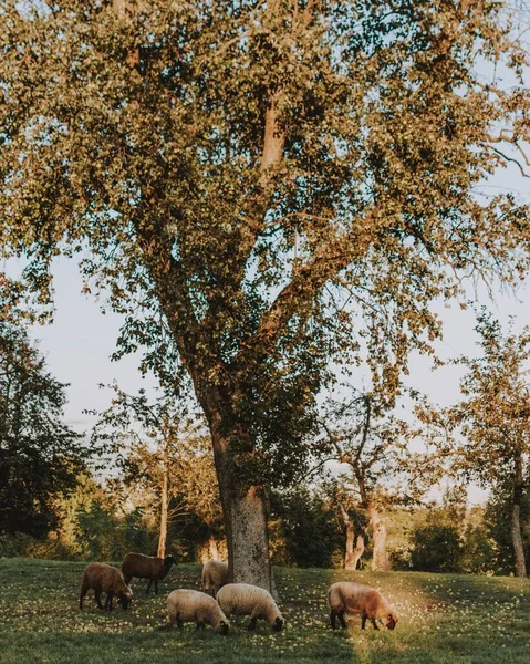 Troupeau Moutons Profitant Des Rayons Lumineux Soleil Broutant Herbe Sous — Photo