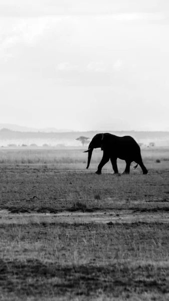 Tiro Vertical Escala Cinza Elefante Solitário Campo Sob Céu Limpo — Fotografia de Stock