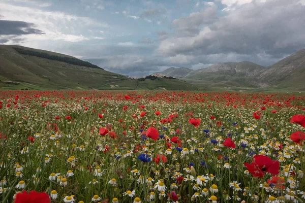 Plan horizontal d'un immense champ avec beaucoup de fleurs et de tulipes rouges entourées de hautes montagnes — Photo