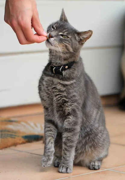 Vertikale Aufnahme einer Person, die die niedliche graue Katze füttert — Stockfoto