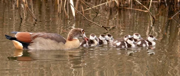 Een Wijd Schot Van Een Eendenfamilie Met Een Moeder Baby — Stockfoto