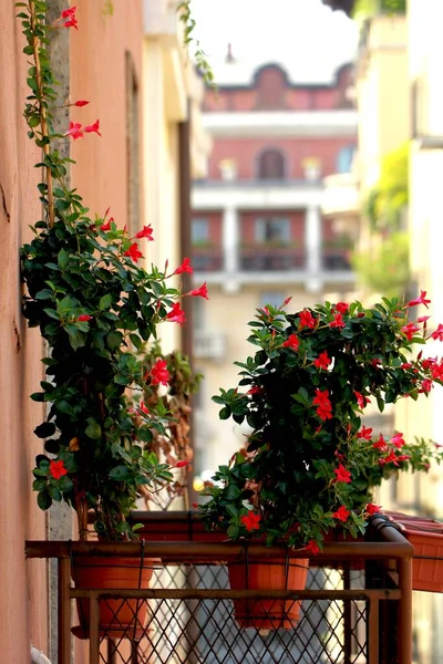 Tiro vertical de belas flores de pétalas vermelhas com folhas verdes nos vasos na varanda — Fotografia de Stock