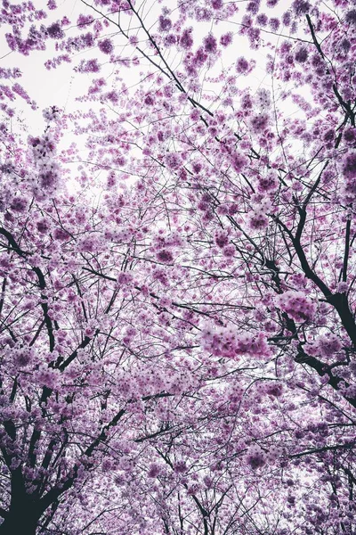 Вибірковий Крупним Планом Знімок Красивих Рожевих Вишневих Квітів Вдень Ідеально — стокове фото