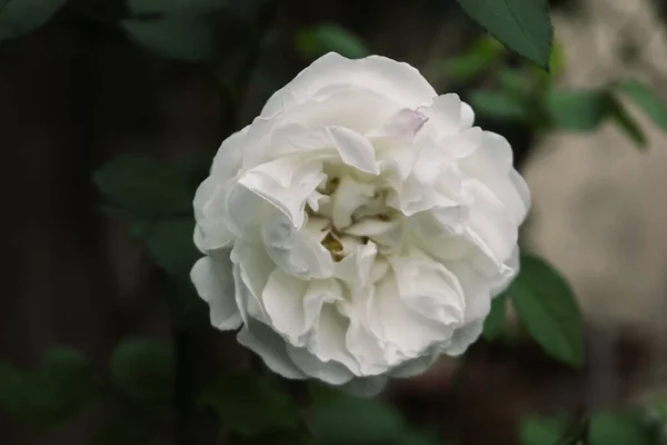 Foto aérea de una flor blanca con un fondo borroso — Foto de Stock