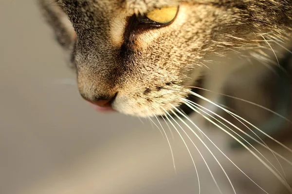 Nahaufnahme einer niedlichen grauen Katze mit beängstigendem Gesichtsausdruck auf verschwommenem Hintergrund — Stockfoto