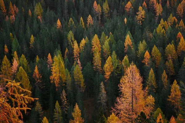 Uma Foto Aérea Cênica Uma Bela Floresta Com Pinheiros Amarelos — Fotografia de Stock