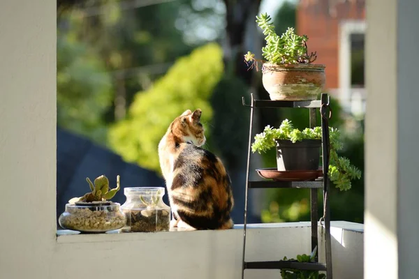 Мелкий фокус снимок милой коричневой и черной кошки, стоящей рядом с зелеными растениями — стоковое фото