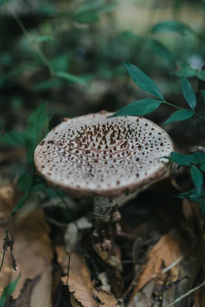 Vertikální detailní záběr agarické houby v lese obklopené zelenými rostlinami — Stock fotografie