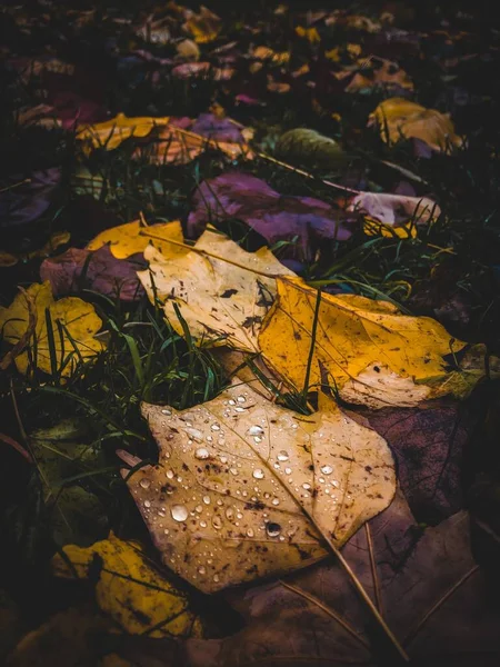 Vertikální detailní záběr krásné barevné padlé stromy pokryté kapkami rosy v časném ránu — Stock fotografie
