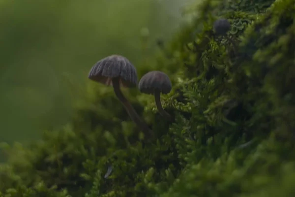 Closeup seletivo tiro focado de agaricus em um campo verde com um fundo borrado — Fotografia de Stock