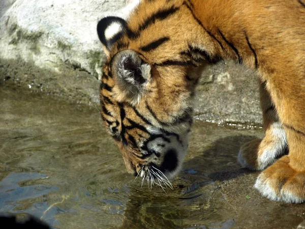Horizontal Shot Tiger Drinking Water Auckland Zoo — Stock Photo, Image
