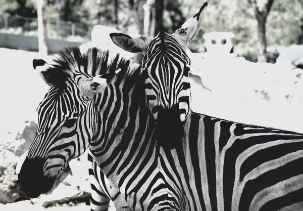 Graustufen-Flachschuss eines niedlichen Zebras, das seinen Kopf auf den Hals eines anderen Zebras legt — Stockfoto