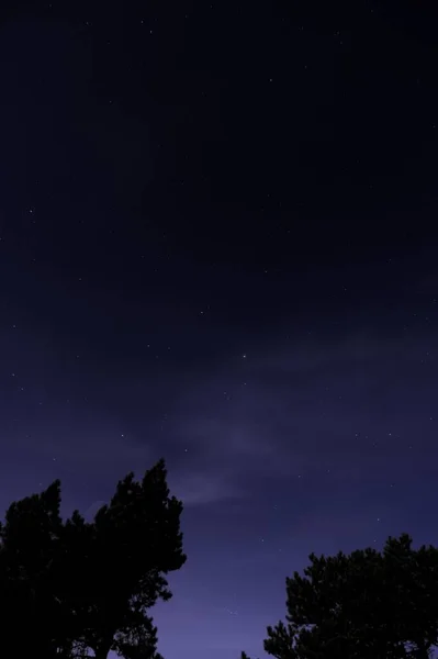 Verticale opname van bomen met een donkere hemel gevuld met sterren op de achtergrond in Stockholm archipel — Stockfoto