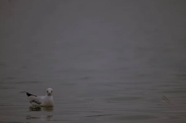 Una Toma Horizontal Una Gaviota Blanca Nadando Cuerpo Agua Mirando — Foto de Stock