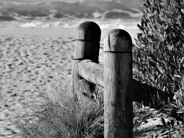 Grayscale closeup ενός ξύλινου φράχτη σε μια παραλία με φυτά που αναπτύσσονται — Φωτογραφία Αρχείου