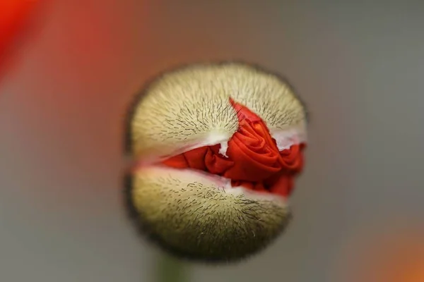 Primer plano enfocado tiro de suaves pliegues de una flor de amapola encerrada por el caso peludo en Nueva Zelanda — Foto de Stock