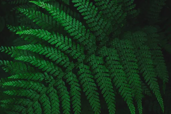 Primer Plano Una Hoja Verde Pinnada Perfecto Para Fondo Pantalla —  Fotos de Stock