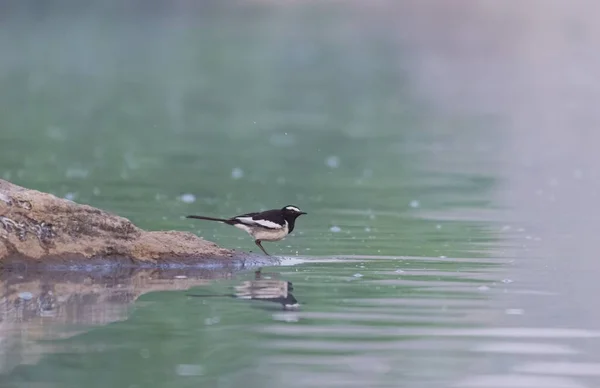 Foto ravvicinata di un uccellino in piedi vicino all'acqua con uno sfondo sfocato — Foto Stock