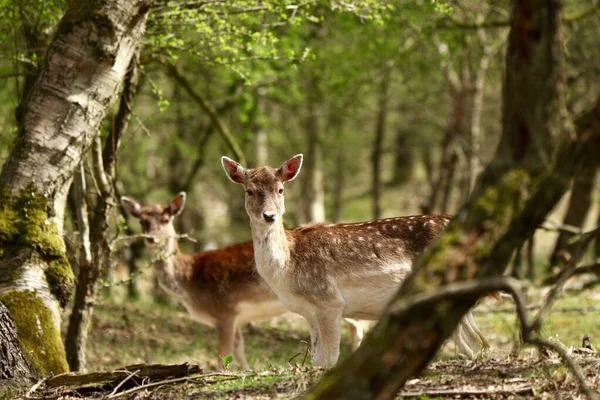 緑の木々に囲まれた森の中でかわいい茶色の鹿の美しい水平ショット — ストック写真