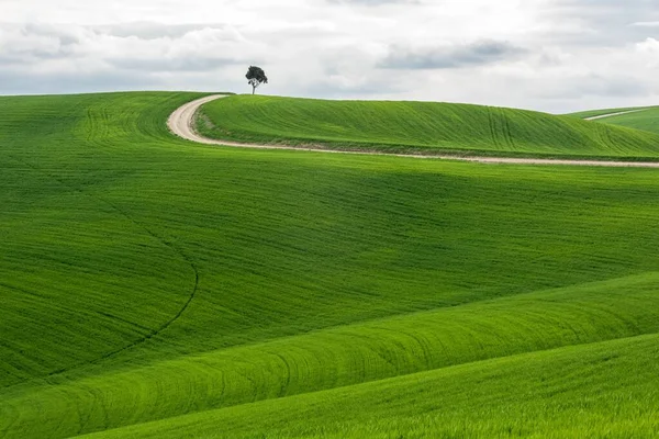 Poziome ujęcie odizolowanego drzewa w zielonym polu ze ścieżką pod zachmurzonym niebem — Zdjęcie stockowe