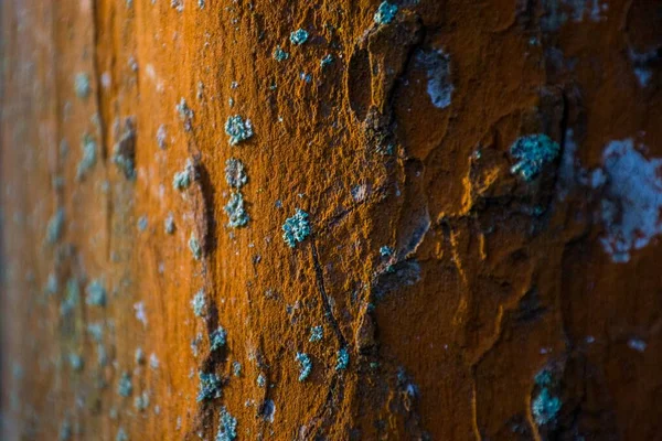 Closeup shot of a brown wall with spots of blue mold growing on it — Stock Photo, Image