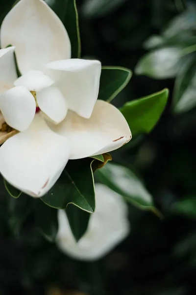 Vertikale Nahaufnahme einer schönen Blume mit weißen dreieckigen Blütenblättern — Stockfoto