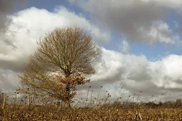 Tiro horizontal de un árbol desnudo solitario en un campo con hierba seca tomando el último aliento — Foto de Stock