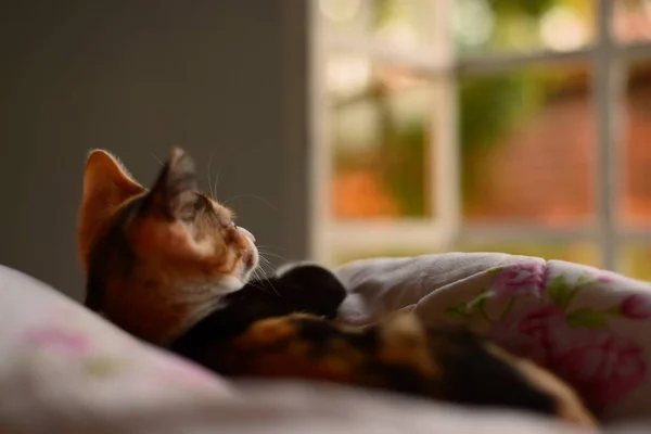 Shallow focus of a cute cat laying in bed looking like it just woke up — Stock Photo, Image