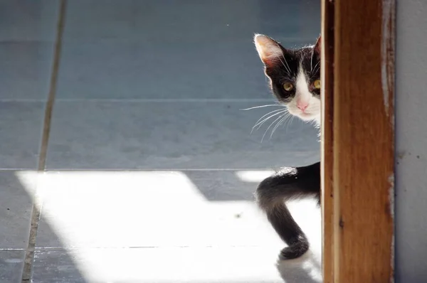 Svart katt med uttrycksfulla gröna ögon försöker smyga in i ett rum — Stockfoto