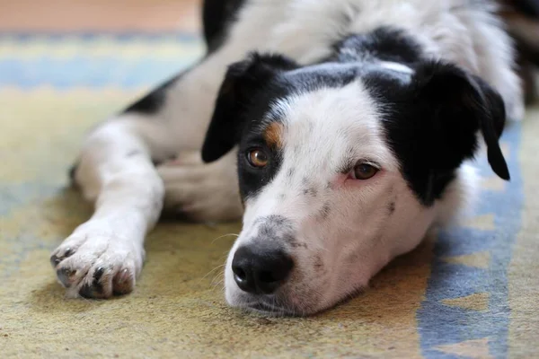 Gros plan horizontal d'un chien de race espagnole se reposant après avoir couru autour de la ferme — Photo