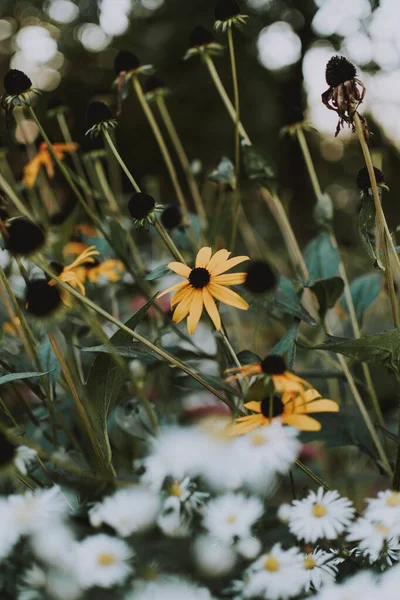 Вертикальний знімок квітів Рудбекії Хірти, що ростуть на полі поруч з романами. — стокове фото