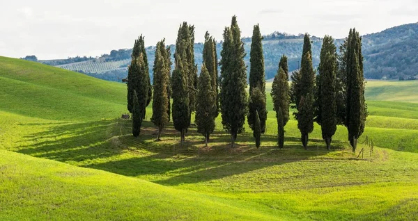 Prachtig bereik van hoge bomen in een groen veld overdag — Stockfoto