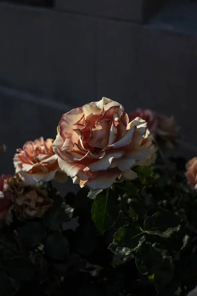 Verticale close-up shot van een roze en witte roos met een wazige achtergrond — Stockfoto