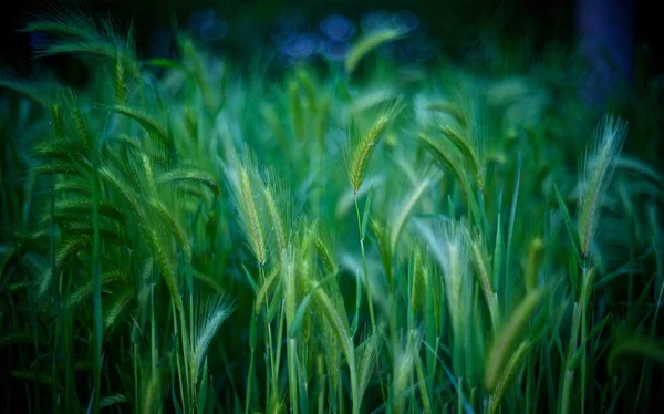 Un primo piano di erba di coda di volpe simile al grano verde. Perfetto per una carta da parati o uno sfondo . — Foto Stock