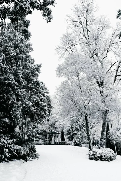 Vertikal gråskala skott av vackra träd täckta av snö i ett snöigt område - ser ut som en saga — Stockfoto