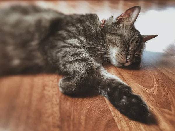 Horizontal Closeup Focus Shot Cute Grey Cat Sleeping Floor — Stock Photo, Image