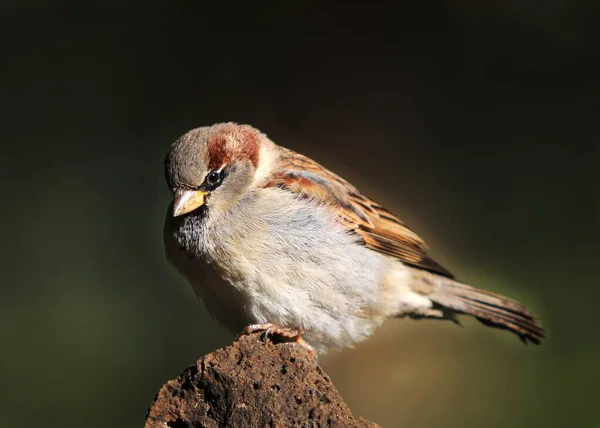 Selective Closeup Shot Cute House Sparrow Perched Rock Blurred Background — Stock Photo, Image