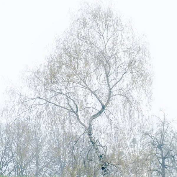 日中は霧に覆われた乾燥した葉で湾曲した木。ベルギー・フランダース・ブラバント州の風景 — ストック写真
