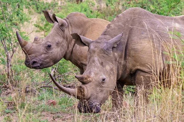 Gros Plan Rhinocéros Debout Près Des Arbres Des Plantes Avec — Photo