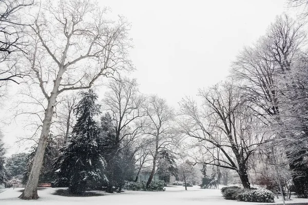 Horisontell gråskala skott av vackra nakna träd täckta av snö - perfekt för monokrom bakgrund — Stockfoto