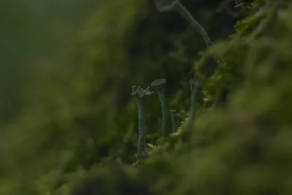 Belo tiro focado de várias plantas verdes no campo com um fundo borrado — Fotografia de Stock