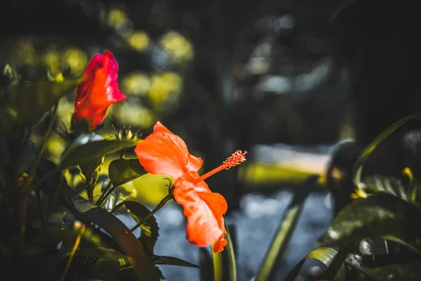Closeup tiro focado de uma bela flor de pétalas vermelhas com folhas verdes em um fundo borrado — Fotografia de Stock