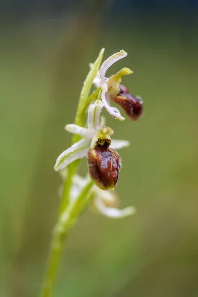 Closeup Focused Shot Bumblebee Orchid Flower Blurred Background — Stock Photo, Image