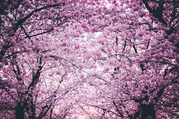 Вибірковий крупним планом знімок красивих рожевих вишневих квітучих дерев вдень — стокове фото