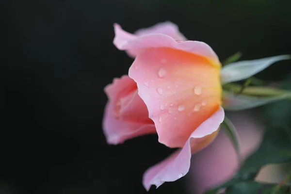 Closeup shot of beautiful pink-petaled rose covered with dewdrops in the Botanic Gardens in Auckland — Stock Photo, Image