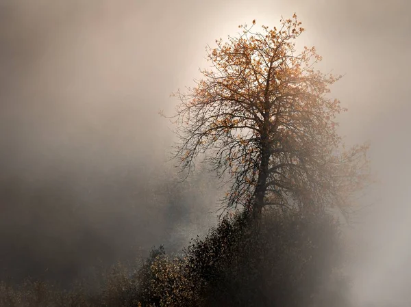 Prachtig schot van een geel gebladerde boom omringd door mist — Stockfoto