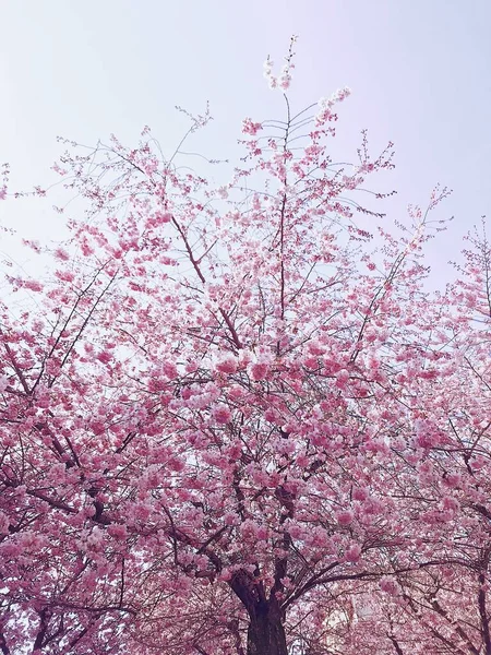 Tiro Ângulo Baixo Vertical Uma Bela Árvore Flor Cerejeira Sob — Fotografia de Stock