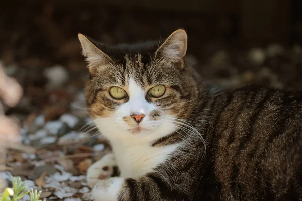 広い緑の目をした可愛い灰色の猫の水平なショット — ストック写真