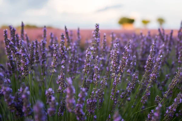 Closeup shot of beautiful English lavender flowers under the cloudy sky during daytime — Stock Photo, Image