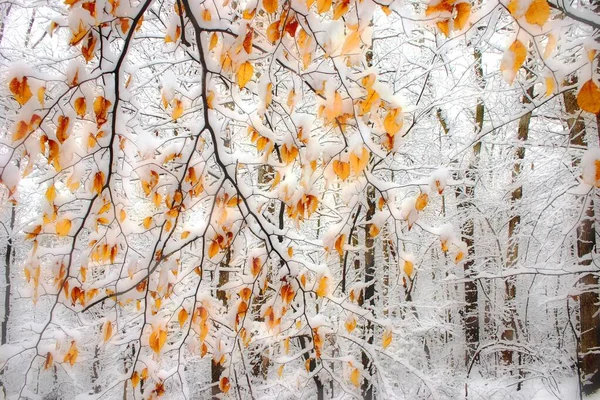 Poziome ujęcie drzew z żółtymi liśćmi pokrytymi śniegiem zimą — Zdjęcie stockowe